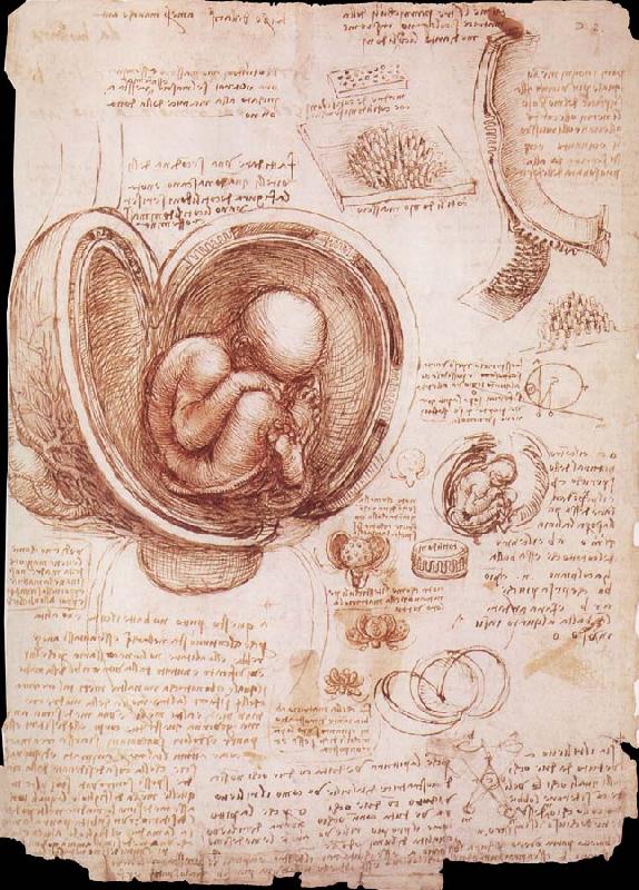 LEONARDO da Vinci The embryo in the Uterus Germany oil painting art